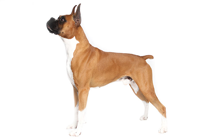 تصویر باکسر (Boxer)